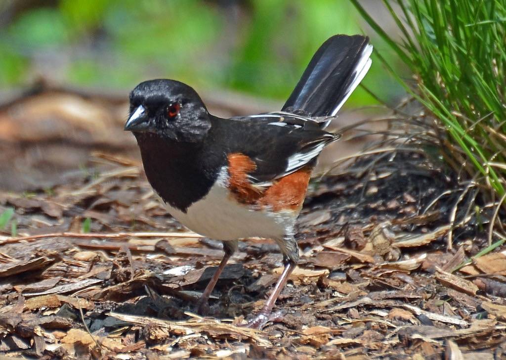 Eastern Towhee by AcrylicArtist is licensed under CC BY 2.0.